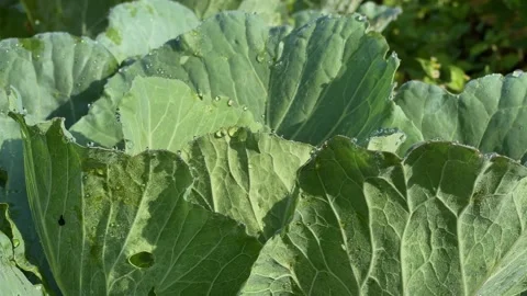 A mustard plant in a field in Central Java, Indonesia. Stock Footage 307303476