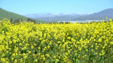Mustard Plant, Mustard Flowers, Mountains in Background, Blue Sky, 4K Stock Footage