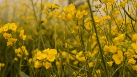 Mustard plant rapseed brassica in feild closup video Agricultural corps Stock Footage 272177953