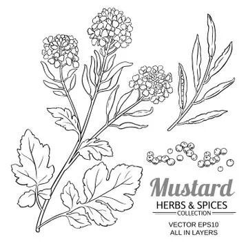 Mustard plant vector Stock Illustration