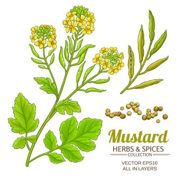 Mustard plant vector Stock Illustration