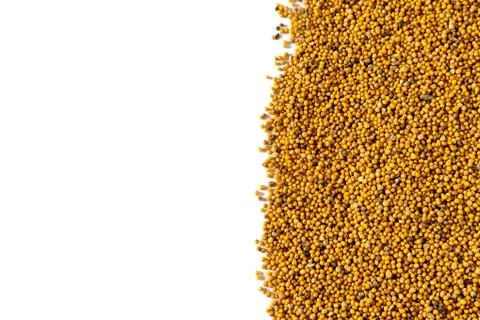 Mustard seeds and copyspace on the left. Stock Photos