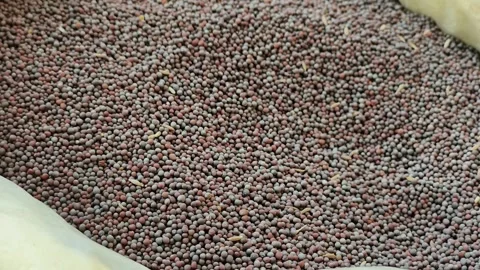 Mustard Seeds Close Up Texture Background Vídeos de archivo 330279019