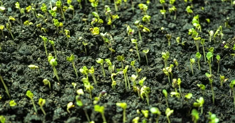 Mustard sprouting time lapse, hyperlapse, camera motion 4k video Stock Footage 145153270
