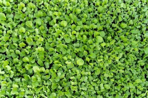 Mustard sprouts Vegetable background macro texture Photo of good quality Stock Photos