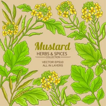 Mustard vector frame Stock Illustration