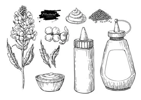 Mustardi sauce Set. Vector drawing. Hand drawn food ingridient. Botanical flower Stock Illustration
