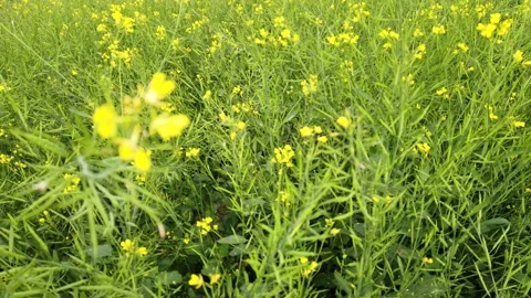Mustards Crop Field Stock Footage 170116387