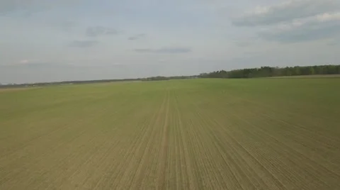 A mustering of storks taking of from the field Video stock 63643576