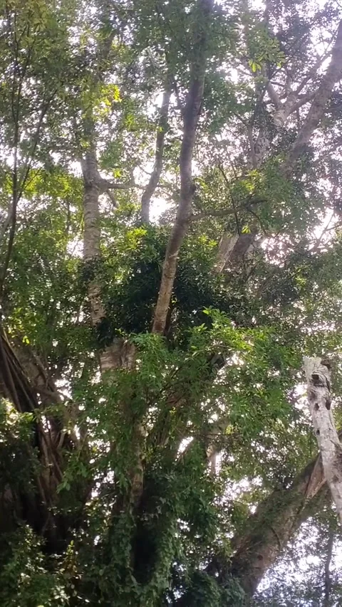 The musty tree trunks under the bright clouds Stock Footage 328451427