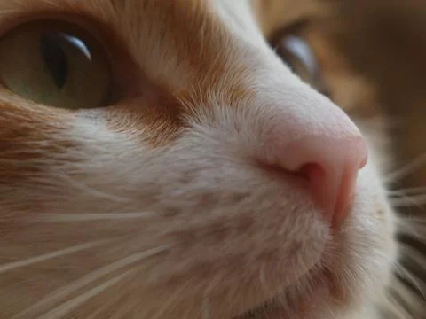 Musya the cat Foto stock