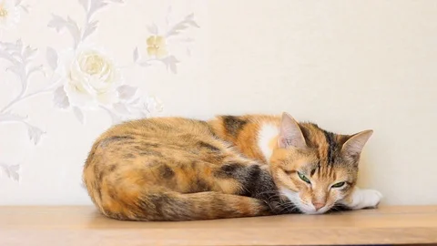 Musya2 스톡 동영상 104239172