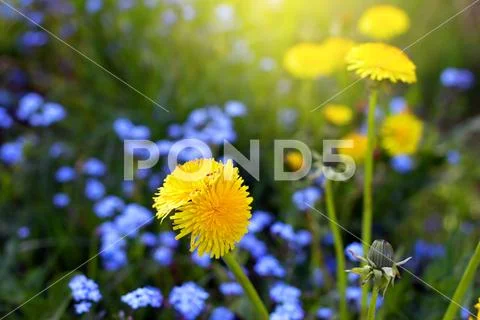 Mutant dandelion among flowers Stock Photos