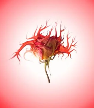 Mutant flower Stock Illustration