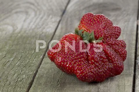Mutant strawberry Stock Photos
