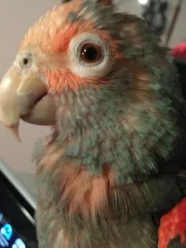 Mutation Amazon Double Yellow-Headed Parrot Unusual Coloring Closeup Stock-Fotos