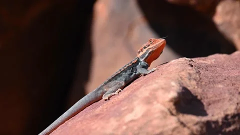 Mutawintji Barrier range dragon Stock Footage 230119459