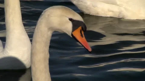 MUTE SWAN #1 库存影片 36180906