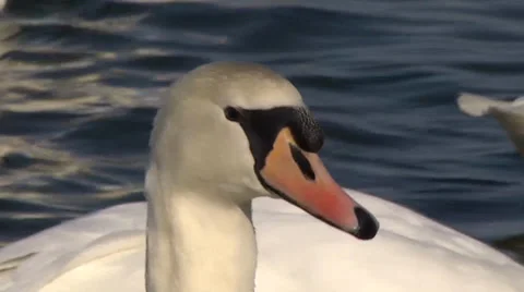 MUTE SWAN #2 Stock Footage 36181186