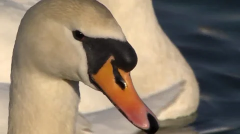 MUTE SWAN #3 Stock Footage 36181340