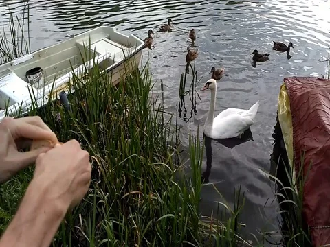 Mute swan and ducks feeding Stock Footage 80707364