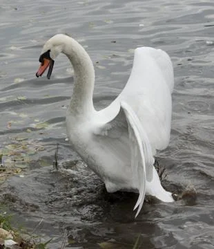 Mute swan attacks. Foto stock