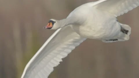 Mute swan bird flying over spring lake 120fps, bird in flight Stock Footage 236991098