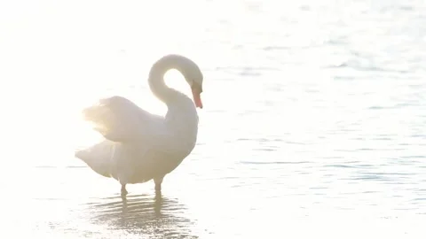 Mute Swan bird preening feathers in golden sunset light. Stock Footage 314320039