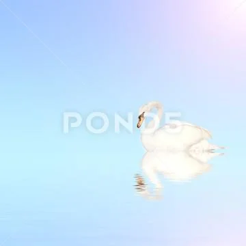 Mute swan on blue water Stock Photos
