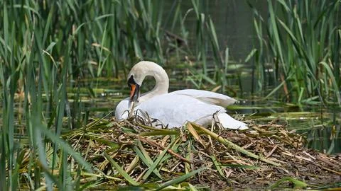 Mute swan brooding on the nest in May Stock Photos