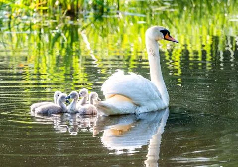 Mute Swan With Chicks In Current Scene Stock Photos