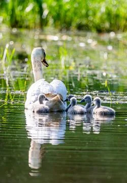 Mute Swan With Chicks In Current Scene Stock Photos
