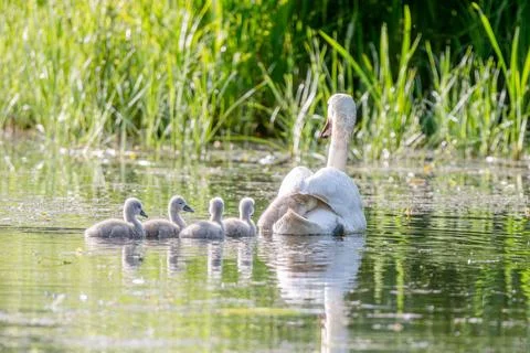 Mute Swan With Chicks In Current Scene Stock Photos