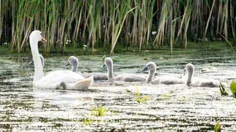 Mute Swan With Chicks Stock Photos