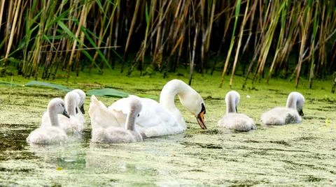 Mute Swan With Chicks Stock Photos