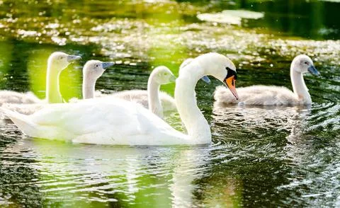 Mute Swan With Chicks Stock Photos