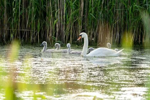 Mute Swan With Chicks Stock Photos