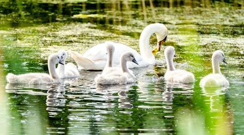 Mute Swan With Chicks Stock Photos