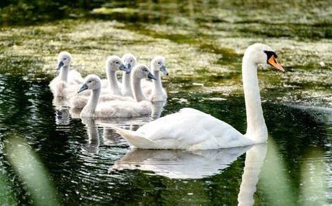 Mute Swan With Chicks Stock Photos