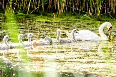 Mute Swan With Chicks Foto stock