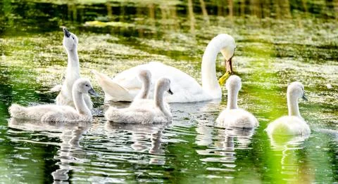 Mute Swan With Chicks Stock Photos