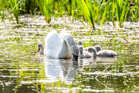 Mute Swan With Chicks Stock Photos