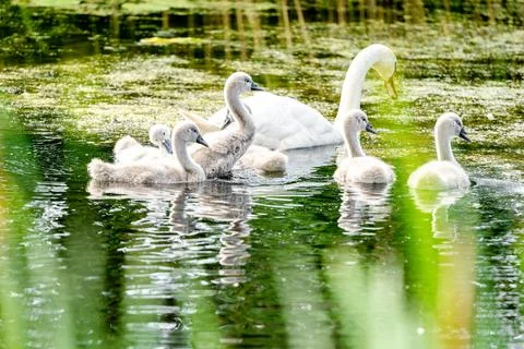 Mute Swan With Chicks Stock Photos