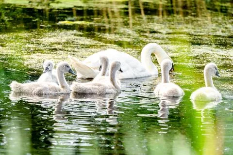 Mute Swan With Chicks Stock Photos