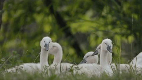 Mute swan chicks resting on the ground in spring. Stock Footage 235035791
