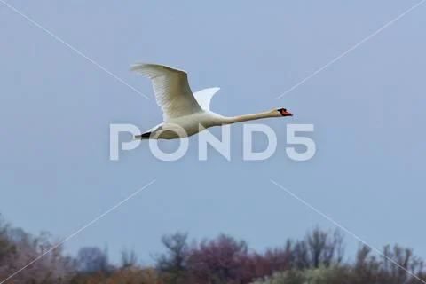 Mute swan (Cigno Reale) Stock Photos