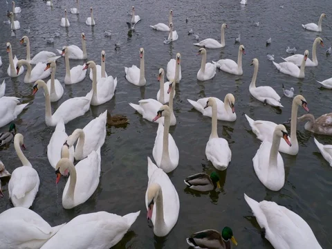 Mute swan in the city 库存影片 83628767