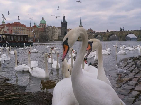 Mute swan in the city Vídeo Stock 83629175