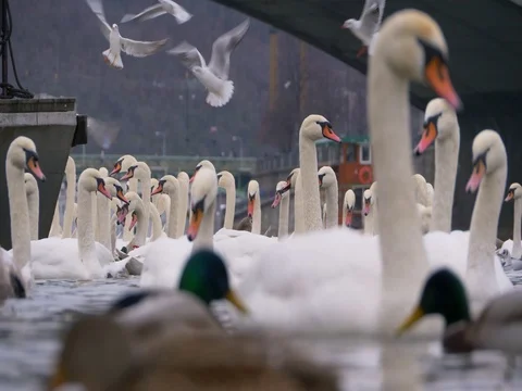 Mute swan in the city Stock-Footage 83629315