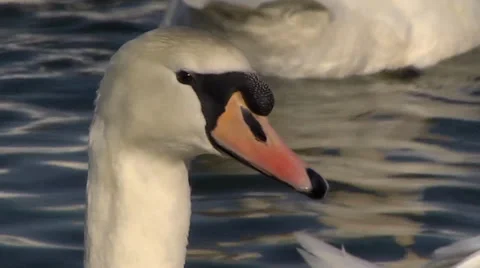 MUTE SWAN CLOSE UP #1 库存影片 36151374